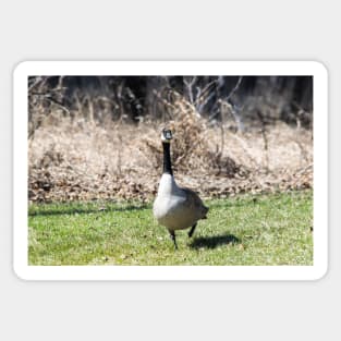 Canada Geese Sticker